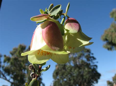 Fitzgerald River National Park an Amazing Wildflower Wonder