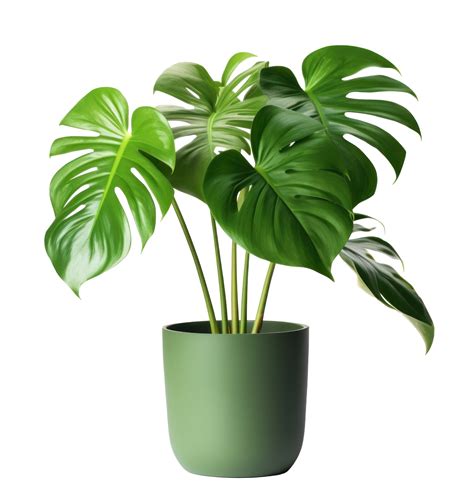 Green Monstera Plant In Pot Png