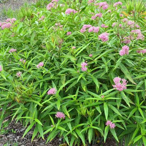 Swamp Milkweed Seeds Terroir Seeds