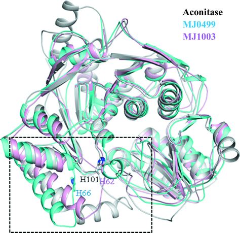 Iucr Structural Characterization And Comparison Of The Large Subunits