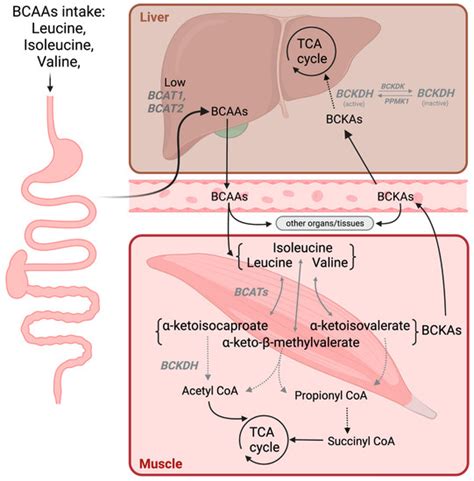 Biomedicines Free Full Text The Emerging Role Of Branched Chain