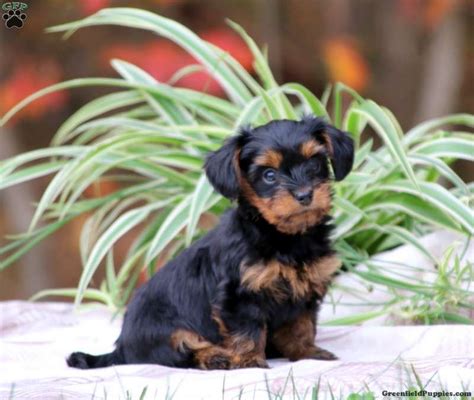 Dorkie Puppies For Sale | Greenfield Puppies