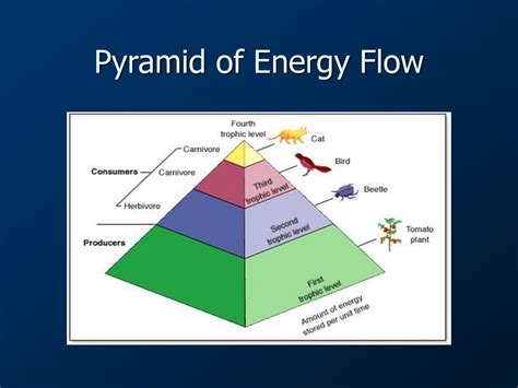 Energy Flow Through The Ecosystem Ppt Download