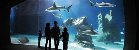 Acquario di Genova tickets - Genova - Prenotazione biglietti | GetYourGuide