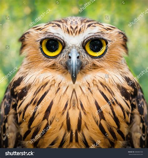 Funny Owl Face Close Up With Big Eyes Stock Photo 386883100 : Shutterstock