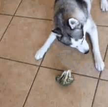 Dog Broccoli GIF - Dog Broccoli Husky - Discover & Share GIFs