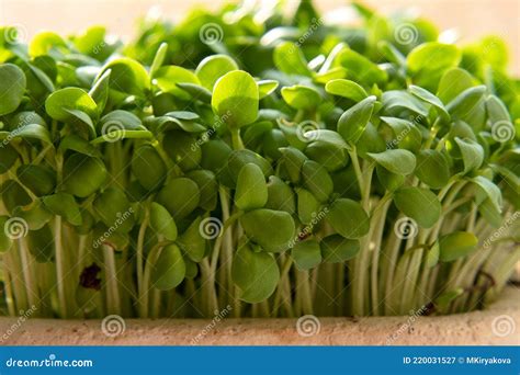 Micro Greens Sprouts Of Flax Stock Image Image Of Leaf Grow 220031527