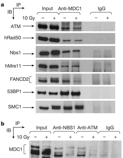 Mdc Associates With Dna Damage Checkpoint Proteins Cells Were Mock