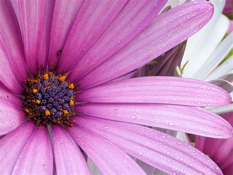 Free Images Nature Blossom Flower Purple Petal Bloom Country