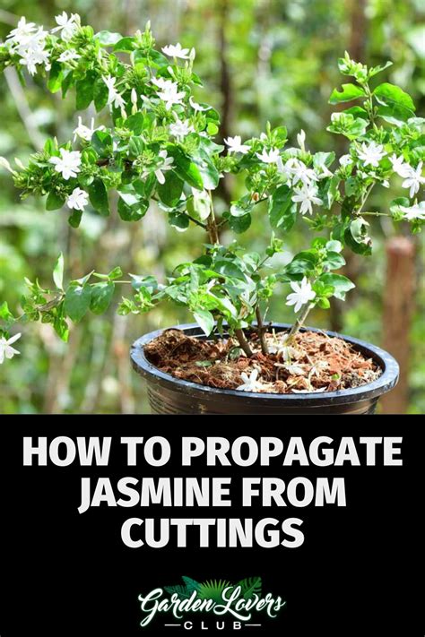 How To Propagate Jasmine From Cuttings Garden Lovers Club In