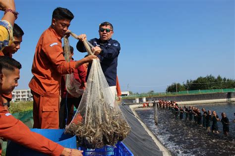 Udang Hasil Budidaya Taruna Kkp Diserap Pasar Media Bangsa