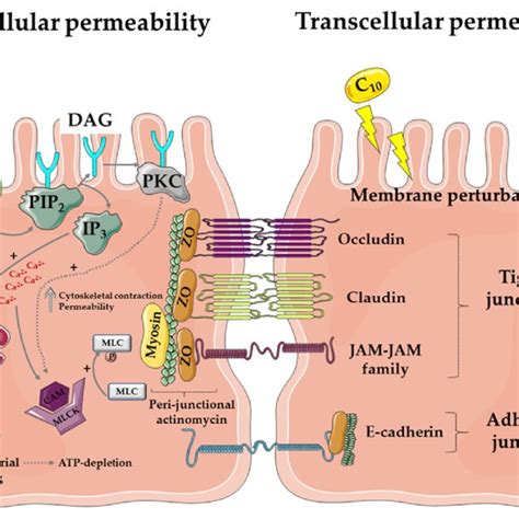 Theory Of Oral Semaglutide Absorption As Advocated By Novo Nordisk