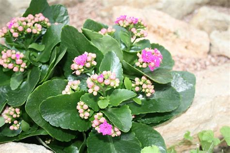 Hd Kalanchoe Wallpapers Peakpx