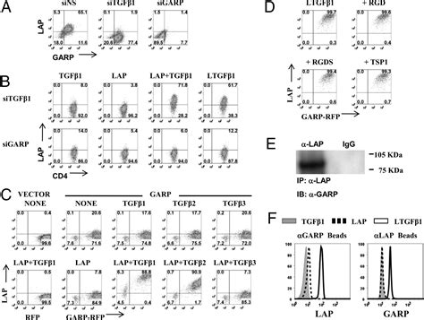 GARP LRRC32 is essential for the surface expression of latent TGF β