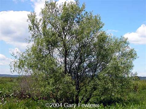 Shrubs Of Wisconsin Salix Nigra Black Willow