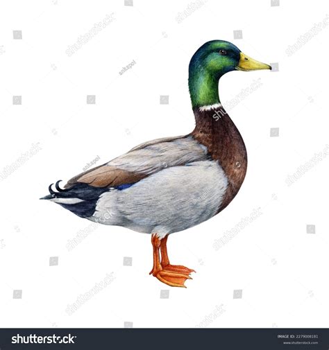 Mallard Duck Watercolor: Over 443 Royalty-Free Licensable Stock ...