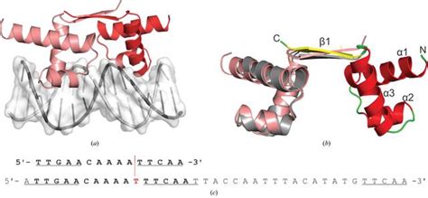 Iucr Structural Insight Into Dna Recognition By Bacterial