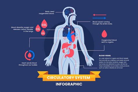 Infografía Del Sistema Circulatorio Plano Vector Gratis