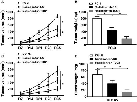 Knockdown Of TUG1 Enhanced The Radiosensitivity Of PCa Cells In Vivo