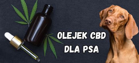 Blog Olejek Konopny Cbd Dla Psa Podstawowe Informacje O Kt Rych