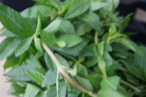 Fruits And Vegetables Water Amaranth