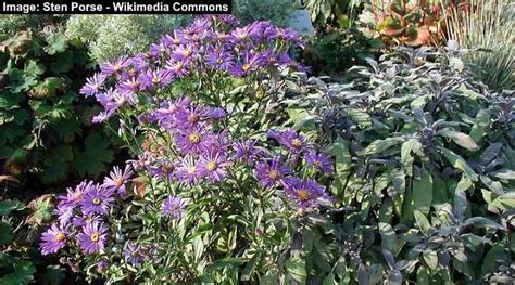 The Best Florida Butterfly Plants (With Pictures) - Identification Guide