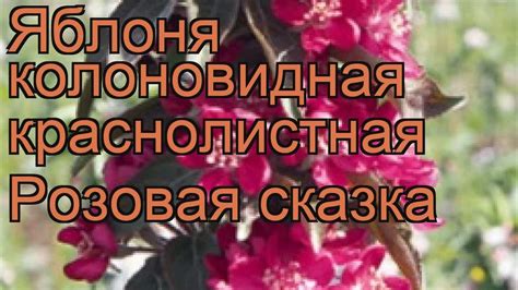 Яблоня колоновидная краснолистная Розовая сказка 🌿 обзор: как сажать ...