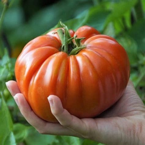 Tomate Supersteak F Jardinerie Boncap