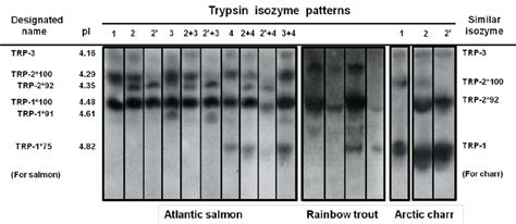 Electrophoretic Zymograms Of Trypsin Isozyme Patterns Trypsin