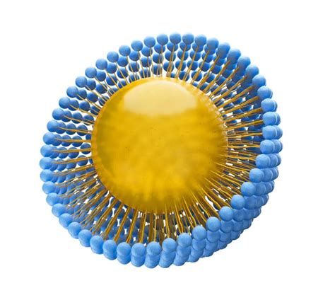 Ilustraci N M Dica 3D De Una Estructura De Micela Monocapa Con Una Mol