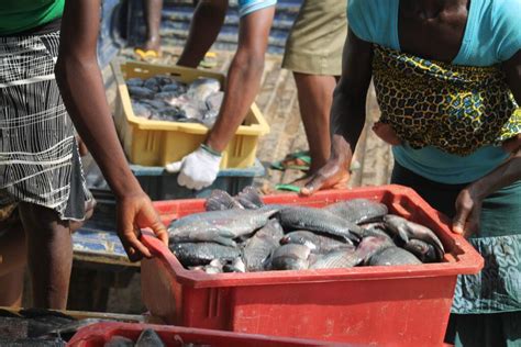 The Different Types Of Fish Farming In Nigeria CM Farm Tech