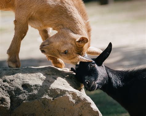 A Dog Biting A Goat Photo Free Young Goats Image On Unsplash