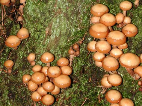 Fungus Gallery Pholiota Aaaa2477