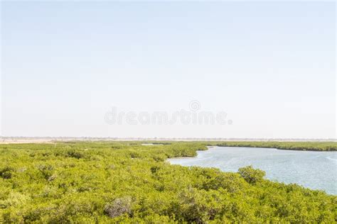 Mangrove swamp stock image. Image of unesco, travel - 162112441