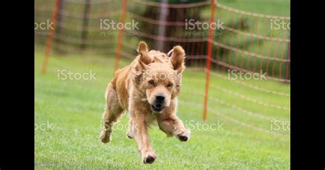 Fast Cat | Dog Sports