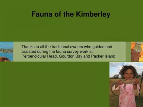 PPT - Fauna of the Kimberley PowerPoint Presentation, free download ...