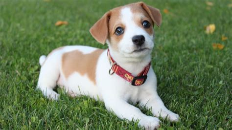 Tabla De Cuanto Chocolate Puede Matar A Un Perro