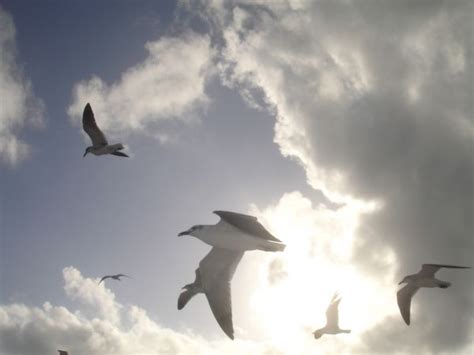 Free Images Wing Cloud Sky Seabird Flock Seagull Gull Flight