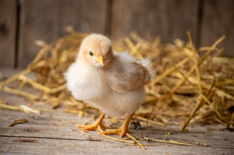 6 Tips For Buying Chicks Homestead Edition The Pioneer Chicks