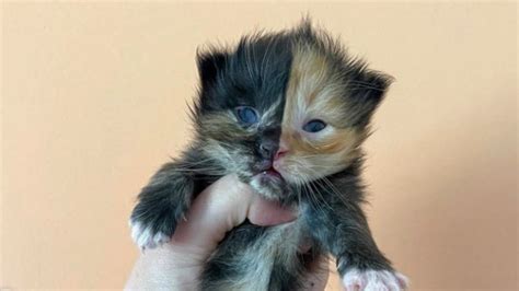 Quimerismo El Fenómeno Que Hace Que Los Gatos Tengan “dos Caras”