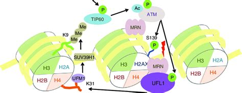 Model For Atm Activation By Ufl When Dna Damage Occurs Ufl Is