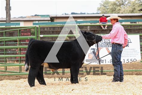 Steer Show A Ring Shots Next Level Images