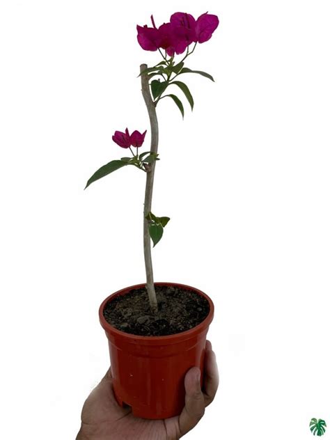 Buy Bougainvillea Pink | Peppyflora®