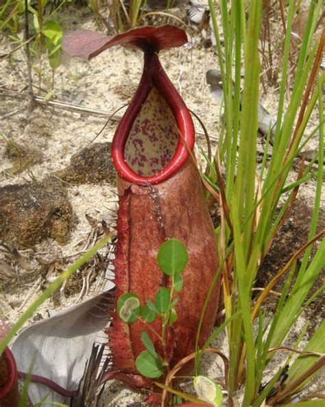 ULTRA LOWLAND | Все о хищных растениях непентес. Neppy - Клуб любителей ...