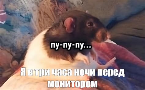 Создать мем крыса порода дамбо домашние крысы крыса дамбо