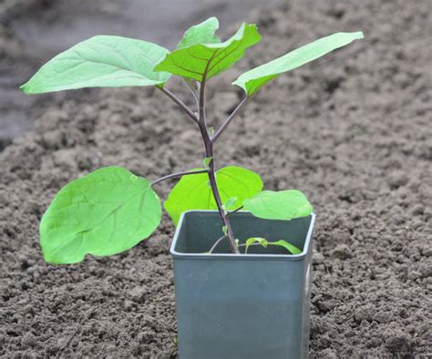 2,300+ Eggplant Seedlings Stock Photos, Pictures & Royalty-Free Images - iStock