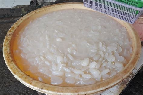 foto   olah kolang kaling  empuk hindari  ganti air