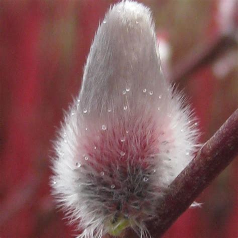 Salix Chaenomeloides Japanese Pussy Willow From Pleasant Run Nursery