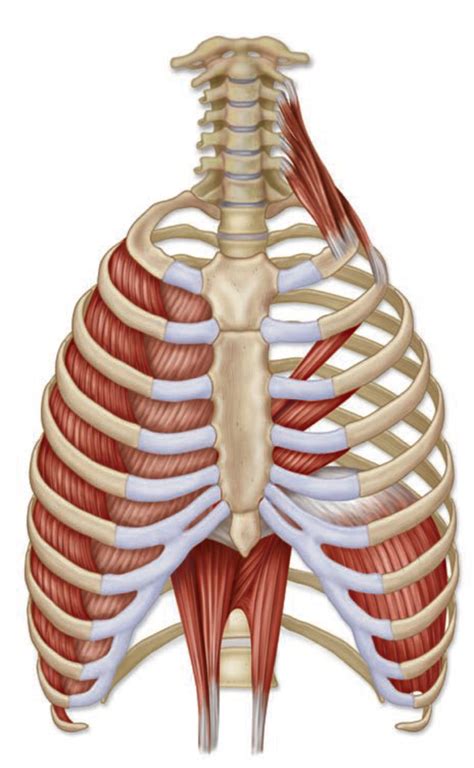 Muscles Used In Breathing Diagram Quizlet