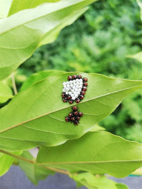 What Are The Tiny Bugs Under The Leaf Of A Wisteria Rwhatsthisbug